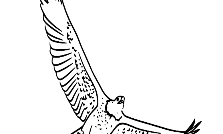 Animal Bald Eagle Flight Bird Coloring Page