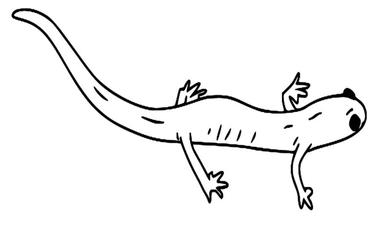 Animal Black Salamander Coloring Page