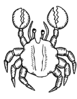 Animal Crab Realistic Coloring Page Animal Crab Realistic Coloring Page
