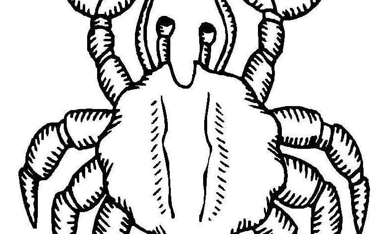 Animal Crab Realistic Coloring Page