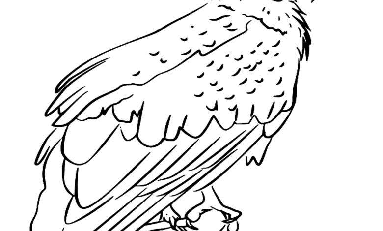 Animal Egyptian Vulture Bird Coloring Page