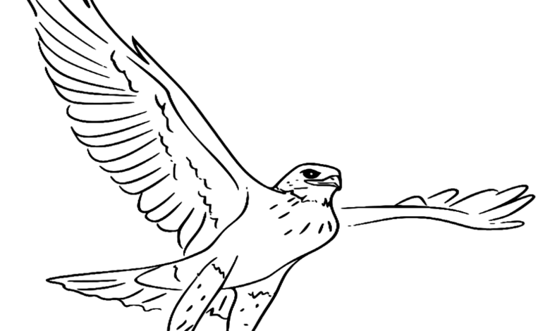 Animal Ferruginous Hawk Bird Coloring Page