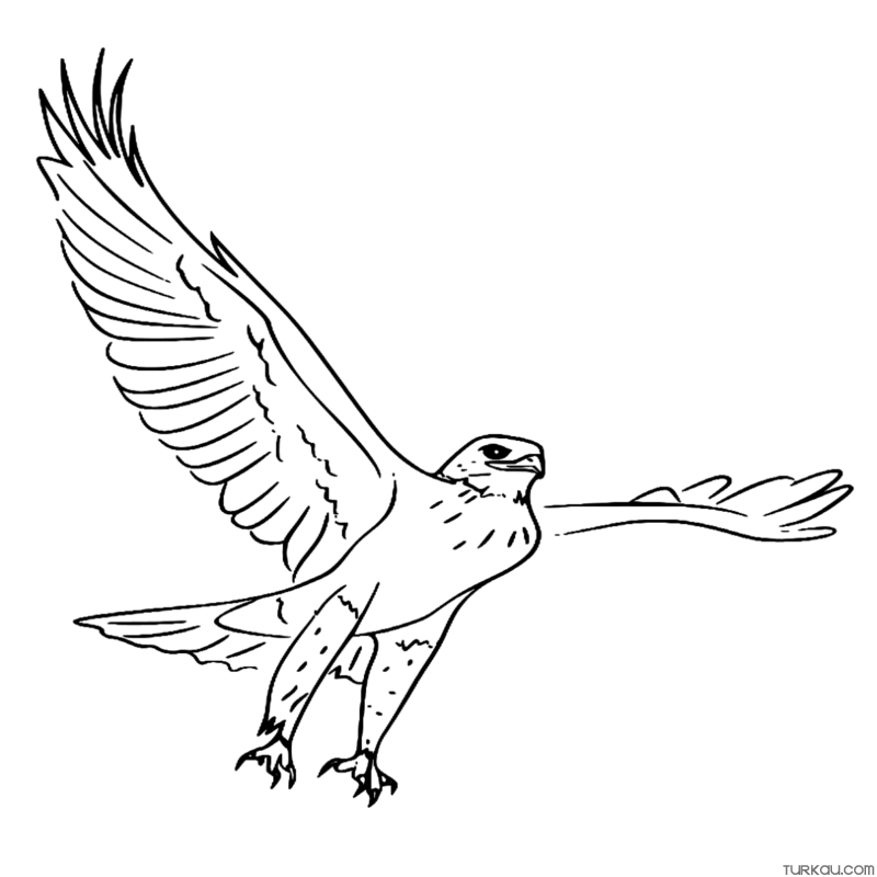 Animal Ferruginous Hawk Bird Coloring Page » Turkau