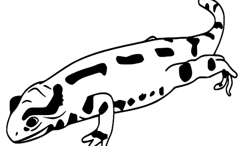 Animal Fire Salamander Coloring Page