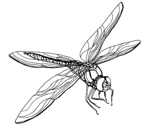 Animal Flying Dragonfly Coloring Page