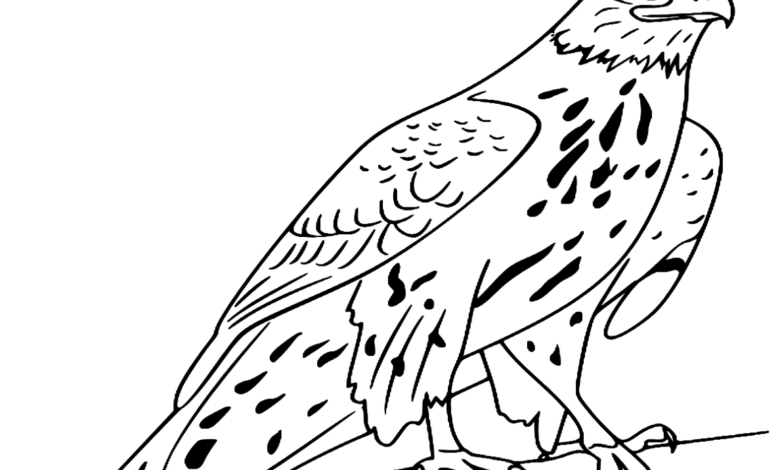 Animal Goshawk Bird Coloring Page