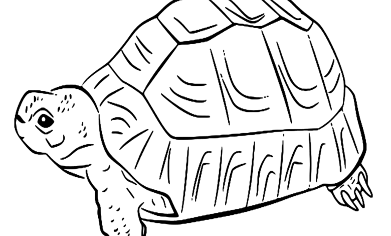 Animal Greek Turtle Coloring Page
