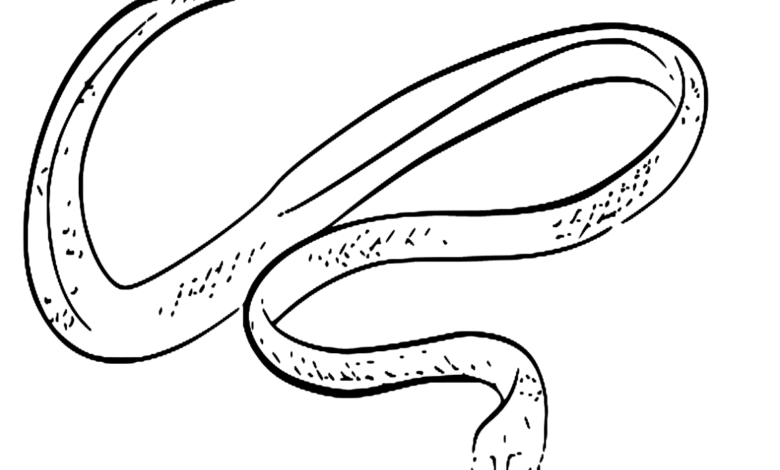 Animal Green Vine Snake Coloring Page