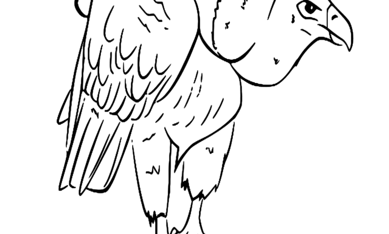 Animal Griffon Vulture Bird Coloring Page
