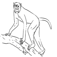 Animal Indochinese Rhesus Macaque Coloring Page