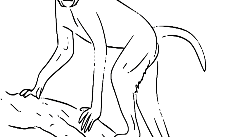 Animal Indochinese Rhesus Macaque Coloring Page