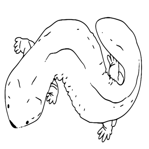 Animal Japanese Giant Salamander Coloring Page 1 Animal Japanese Giant Salamander Coloring Page