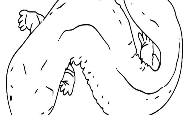Animal Japanese Giant Salamander Coloring Page