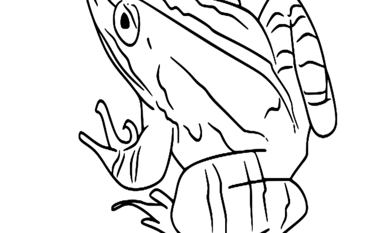 Animal Marsh Frog Coloring Page