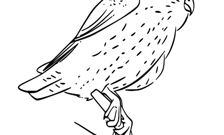 Animal Merlin Bird Coloring Page