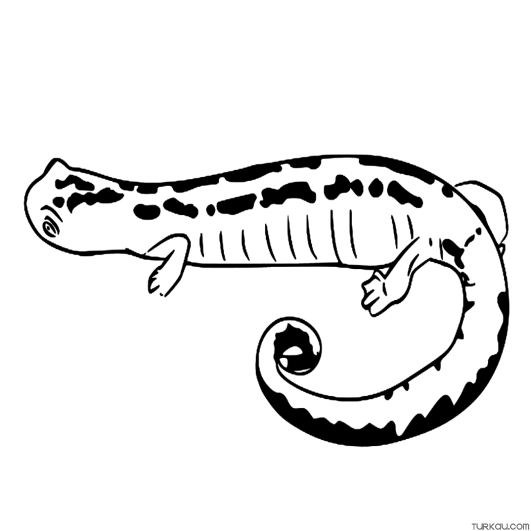 Animal Mexican Climbing Salamander Coloring Page » Turkau
