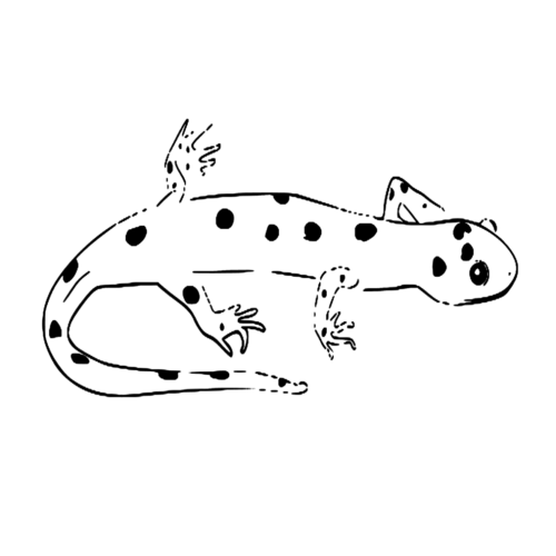 Animal Mini Salamander Coloring Page 1 Animal Mini Salamander Coloring Page