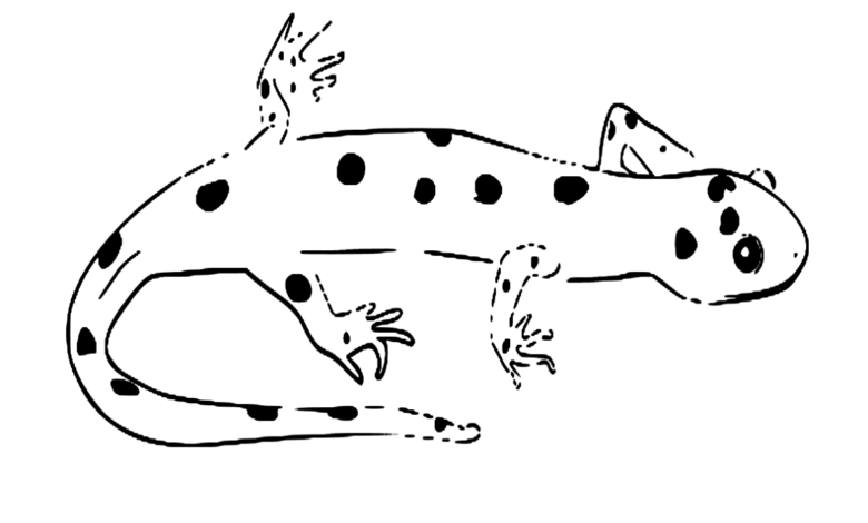 Animal Mini Salamander Coloring Page
