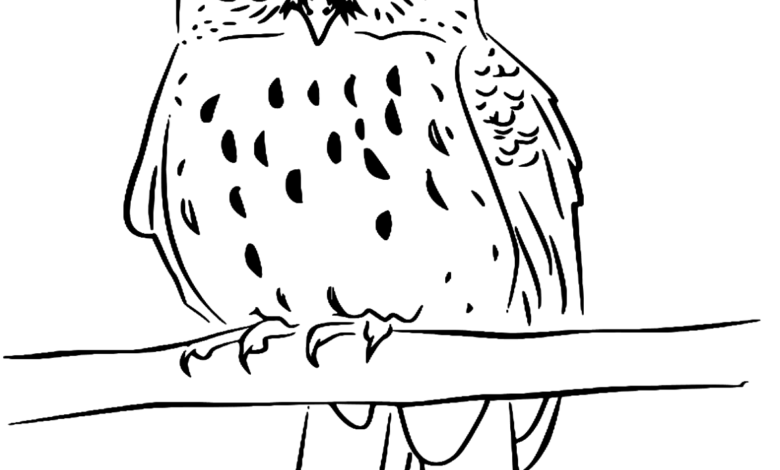 Animal Morepork Bird Coloring Page