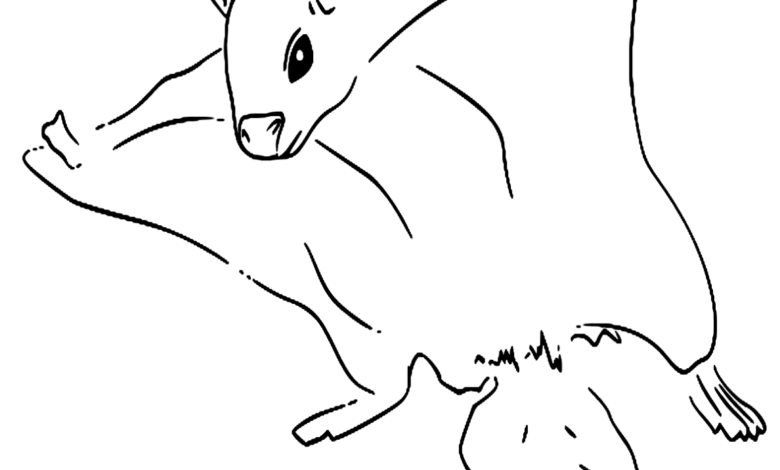 Animal Northern Flying Squirrel Coloring Page