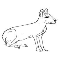 Animal Patagonian Mara Coloring Page
