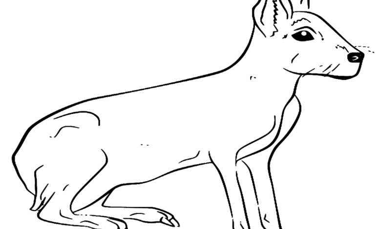 Animal Patagonian Mara Coloring Page