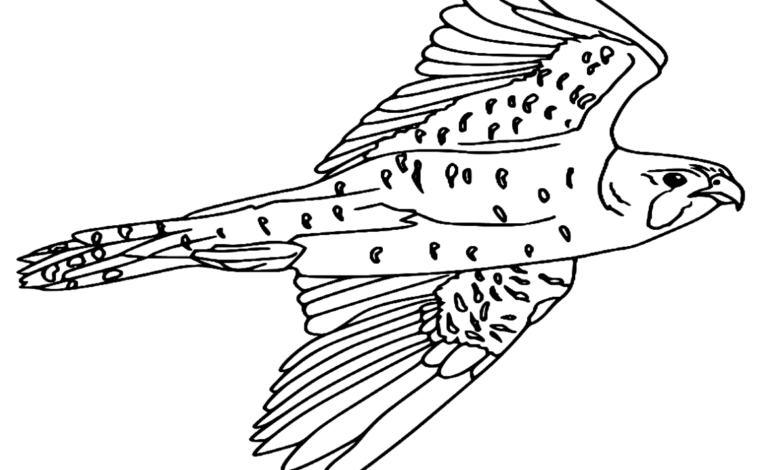 Animal Peregrine Falcon Bird Coloring Page