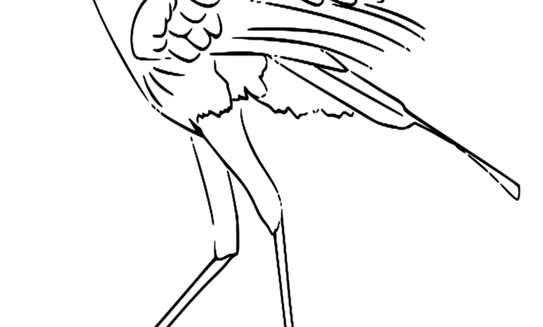 Animal Secretary Bird Coloring Page