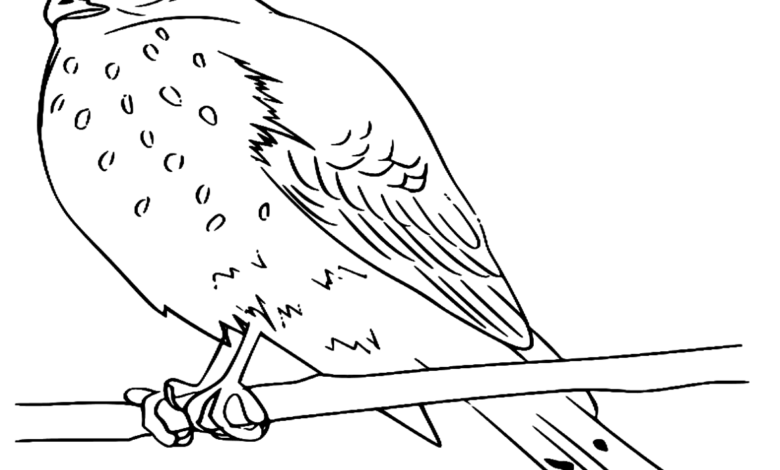Animal Sharp Shinned Hawk Bird Coloring Page