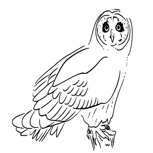 Animal Short Eared Owl Coloring Page