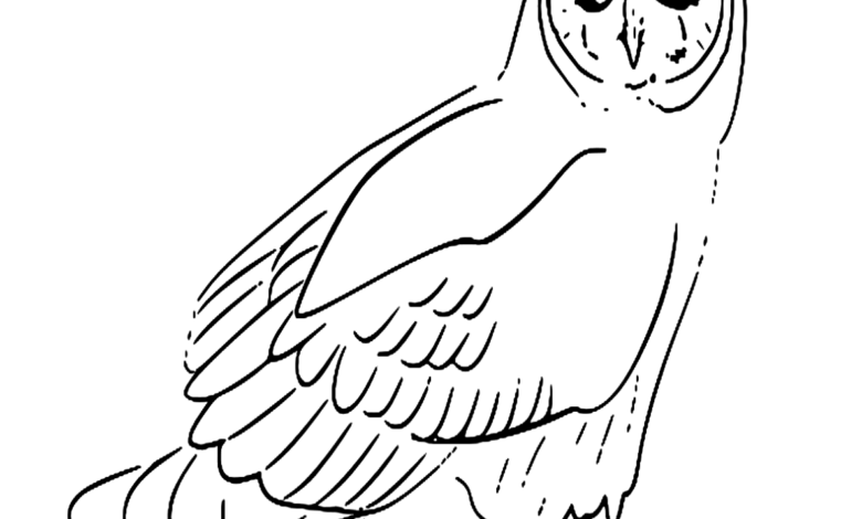 Animal Short Eared Owl Coloring Page