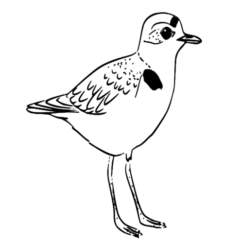 Animal Snow Plover Coloring Page