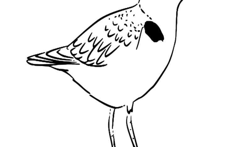 Animal Snow Plover Coloring Page