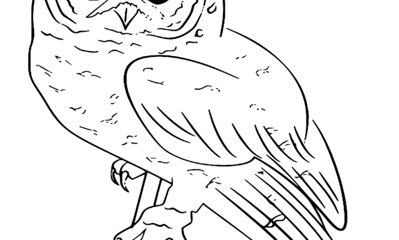 Animal Spotted Owl Coloring Page
