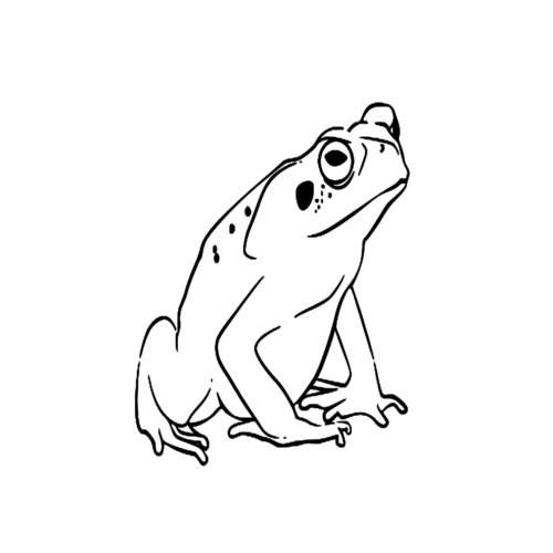 Animal Toad Coloring Page » Turkau