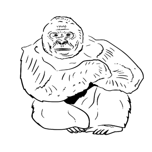 Animal Western Lowland Gorilla Coloring Page