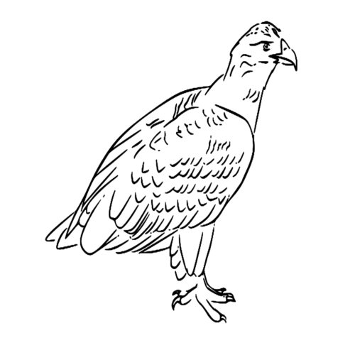 Animal White Tailed Eagle Bird Coloring Page