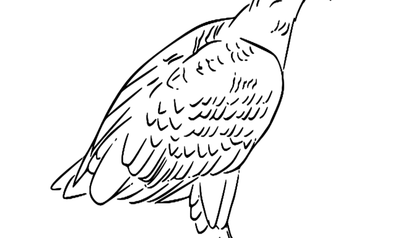 Animal White Tailed Eagle Bird Coloring Page