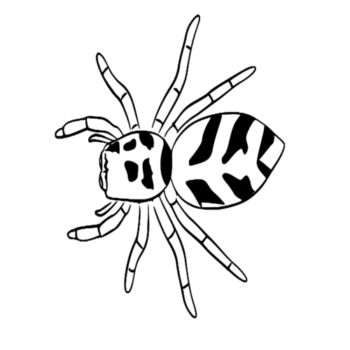 Animal Zebra Spider Coloring Page