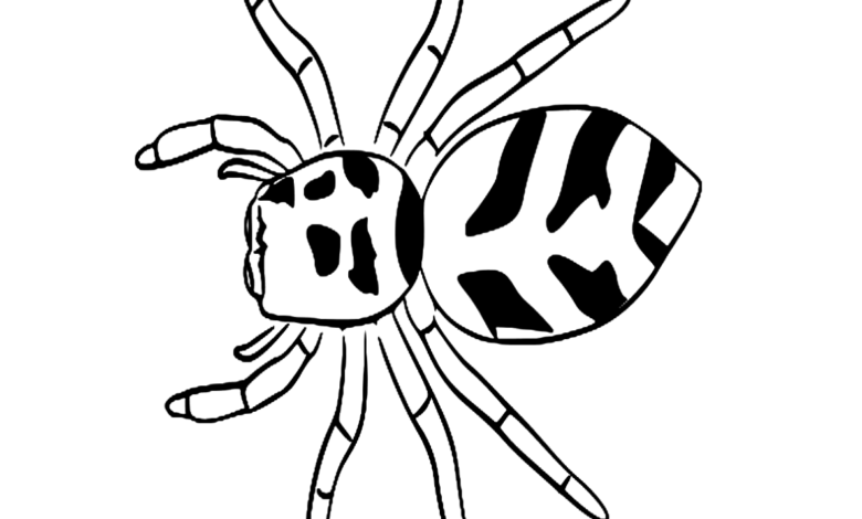 Animal Zebra Spider Coloring Page