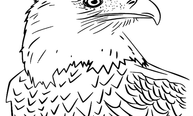 Bald Eagle Head Bird Coloring Page