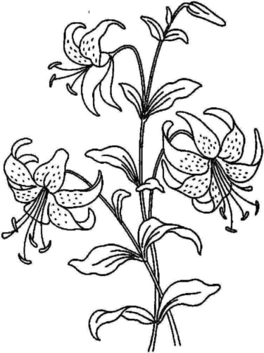 Beautiful Lilies Coloring Page