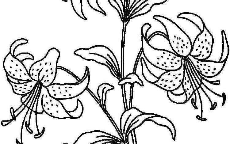 Beautiful Lilies Coloring Page