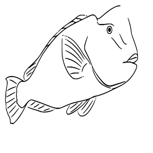 Bumphead Parrotfish Farm Animals Coloring Page