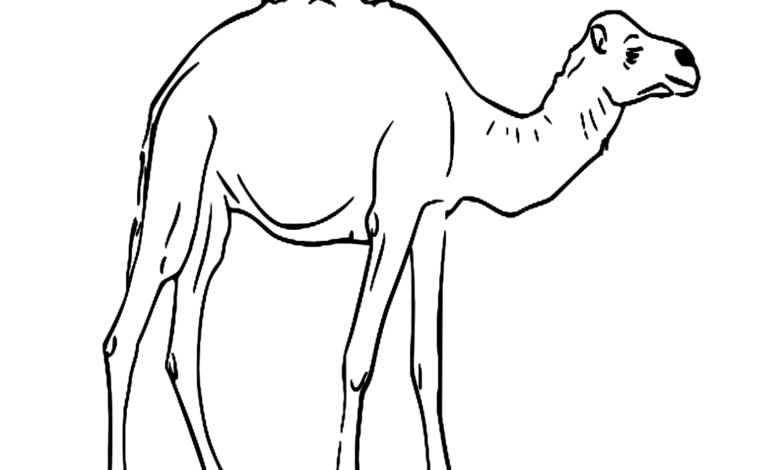 Camel Farm Animals Coloring Page