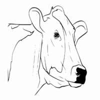 Cow Face Coloring Page Cow Face Coloring Page