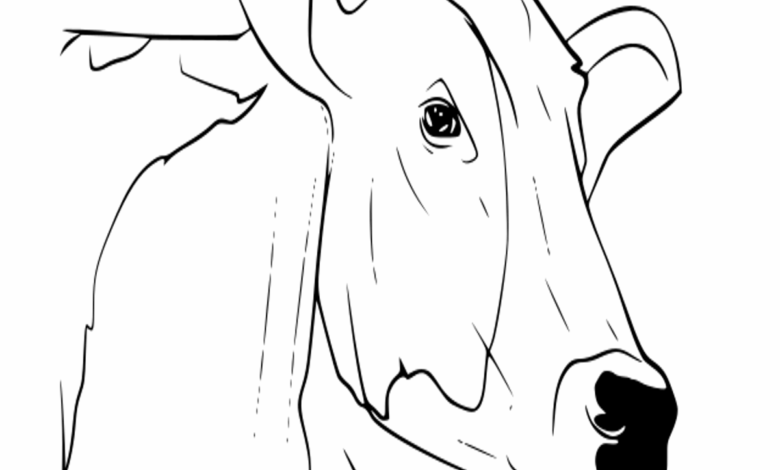 Cow Face Coloring Page