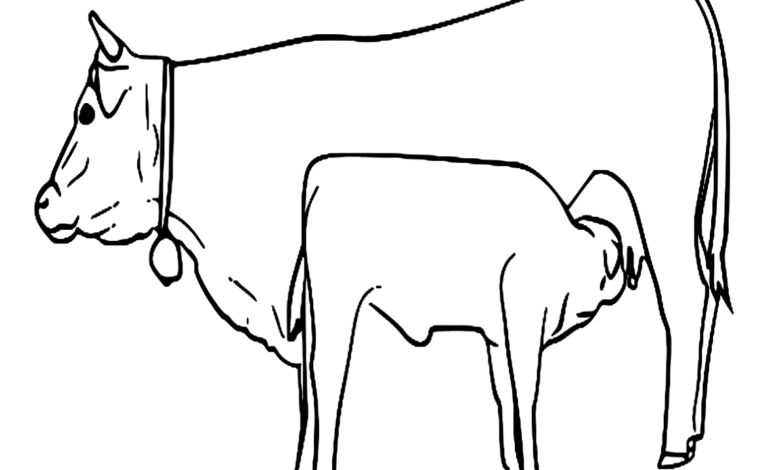 Cow Young Calf Farm Animals Coloring Page