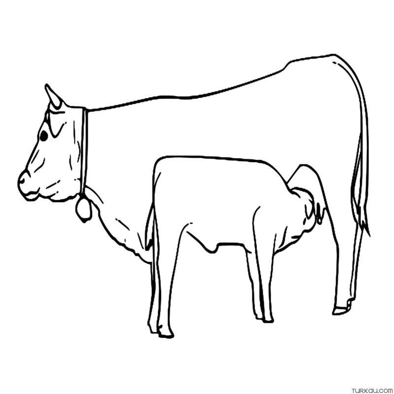Cow Young Calf Farm Animals Coloring Page » Turkau