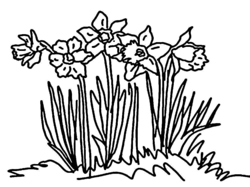 Daffodil Garden Coloring Page